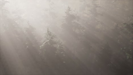 aerial-sunrays-in-forest-with-fog